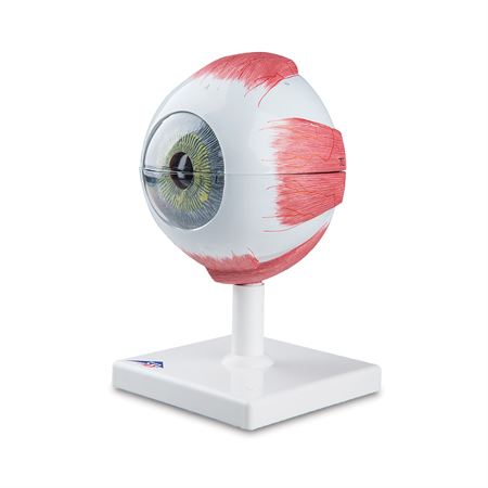 Eye Model 5 Times Full Size 6-Part Eye Model - 5 Times Full-Size - 6-Part