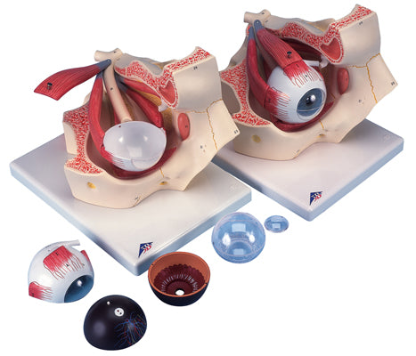 Eye, 7-Part (3x Size)