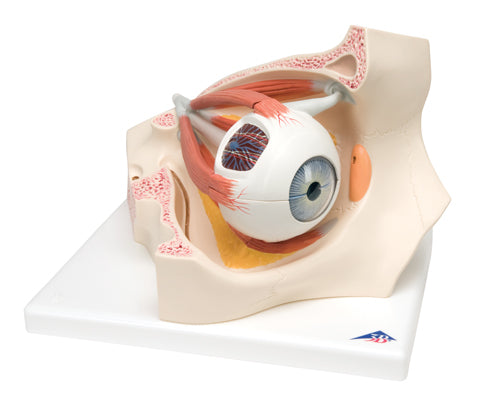 Eye, 7-Part (3x Size)