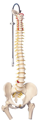Flexible Spine, Classic, with Femur Heads
