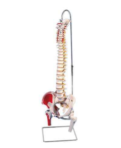 Flexible Spine, Classic, with Femur Heads, Muscles