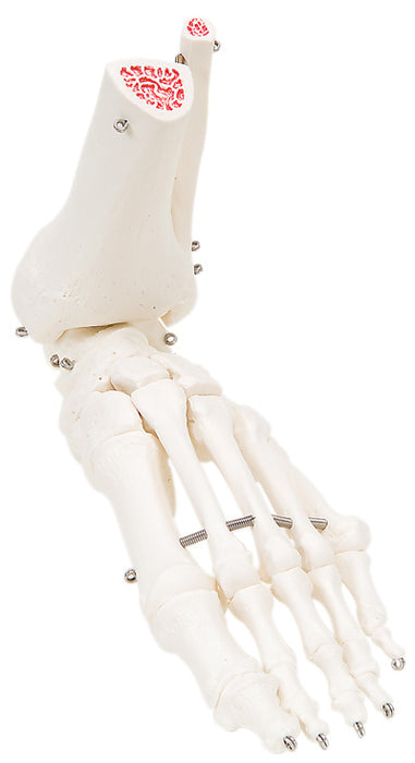 Foot Skeleton with Ankle