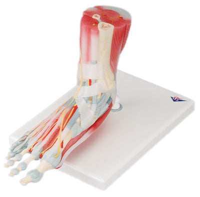 Foot Skeleton with Removable Ligaments