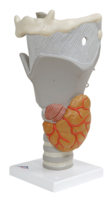 Functional Larynx (2.5x Size)