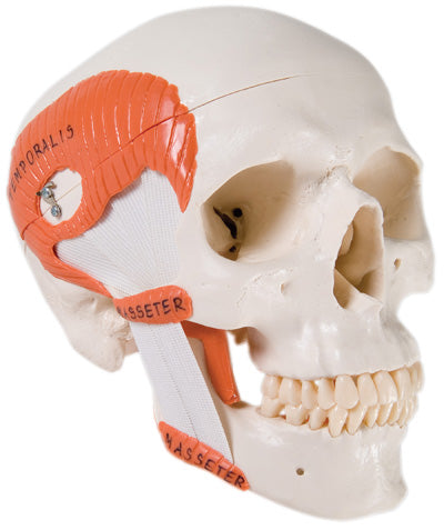 Functional Skull, 2 Part with Masticator Muscles