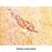 Grimelius Microwave Stain Kit 100mL Kit