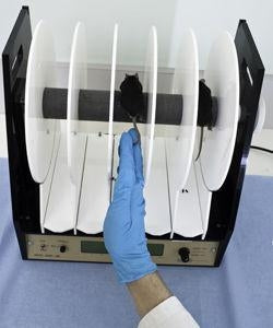 Harvard Apparatus Rota Rod for Motor Coordination in Rodents - ROTA RO ...