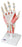 Hand Skeleton with Removable Ligaments & Muscles