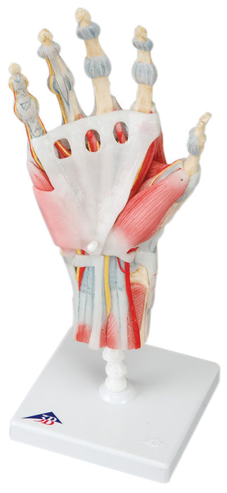 Hand Skeleton with Removable Ligaments & Muscles