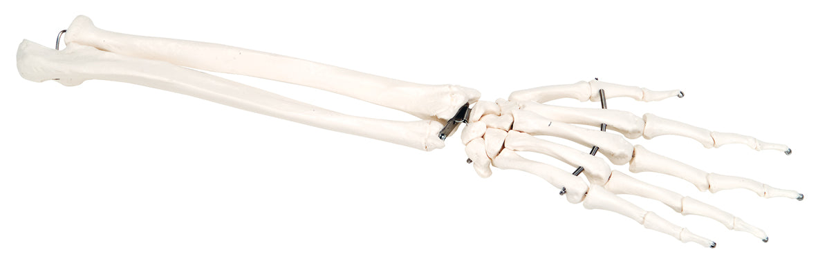 Hand Skeleton with Ulna and Radius