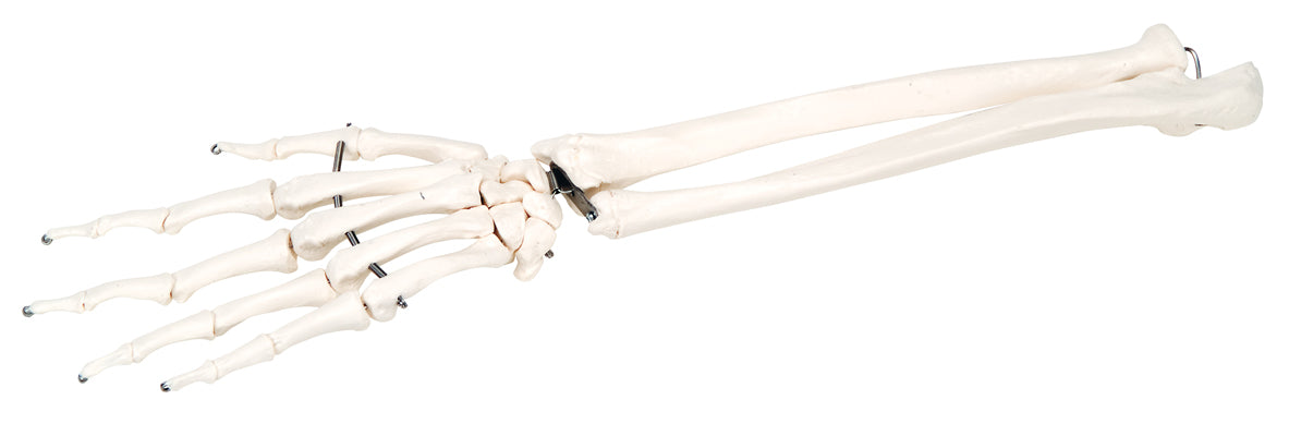 Hand Skeleton with Ulna and Radius