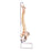 Highly Flexible Spine without Stand