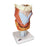 Human Throat and Chest Organ Models Functional Larynx Model - 2.5 Times Full-Size
