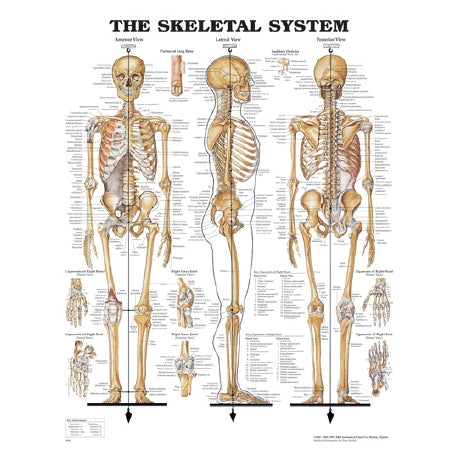 Skeletal System