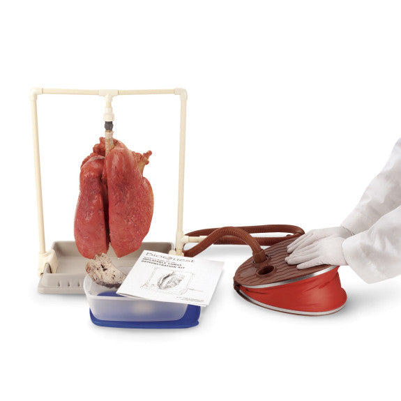 Lungs Comparison Kit