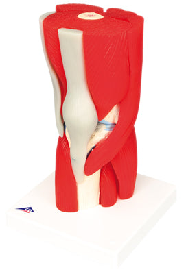 Knee Joint with Removable Muscles, 12-Part