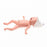 Laerdal Premature Anne Task Trainer Manikin - Premature Anne Task Trainer Manikin - 290-00050