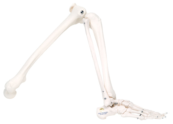 Leg Skeleton