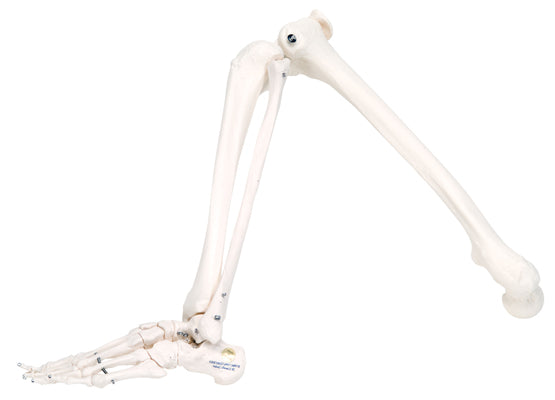 Leg Skeleton