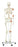 Leo the Ligament Skeleton on Roller Stand