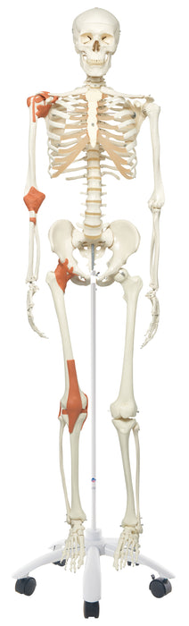 Leo the Ligament Skeleton on Roller Stand