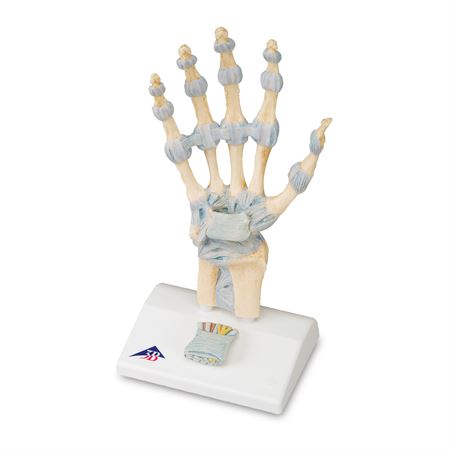 Ligaments and Carpal Tunnel on Hand Skeleton Model