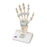 Ligaments and Carpal Tunnel on Hand Skeleton Model