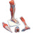 Lower Muscle Leg with Detachable Knee, 3 Part