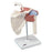 Fabrication Enterprises Anatomical Shoulder Joint Models - Anatomical Shoulder Joint Model - 12-4513