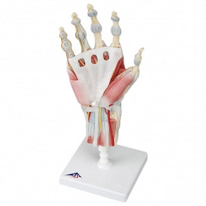 Fabrication Enterprises Skeleton Hand Models - Skeleton Hand Model with Removable Parts - 12-4522