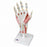 Fabrication Enterprises Skeleton Hand Models - Skeleton Hand Model with Removable Parts - 12-4522