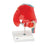 FBE Hip Joint Model with Removable Muscles - MODEL, HIP JOINT, MUSCLE, 7PART - 12-4526