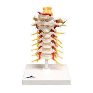 Fabrication Enterprises Spinal Column Models - Cervical Spinal Column Model - 12-4539