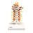 Fabrication Enterprises Spinal Column Models - Cervical Spinal Column Model - 12-4539