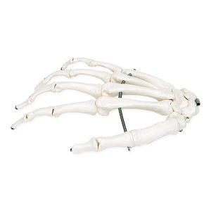Fabrication Enterprises Inc. Loose Bone Models - Wire-Connected Loose Bone Model of Skeleton Hands, Right - 12-4580R