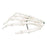 Fabrication Enterprises Inc. Loose Bone Models - Wire-Connected Loose Bone Model of Skeleton Hands, Right - 12-4580R