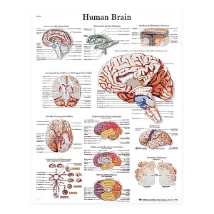 Fabrication Enterprises Inc Laminated Anatomical Charts - CHART, ANATOMICAL, HUMAN BRAIN LAMINATED - 12-4600L