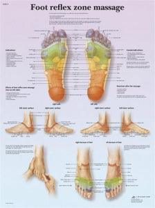 Fabrication Enterprises Anatomical Foot Massage Chart - Anatomical Foot Massage Chart - 12-4604P