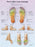 Fabrication Enterprises Anatomical Foot Massage Chart - Anatomical Foot Massage Chart - 12-4604P