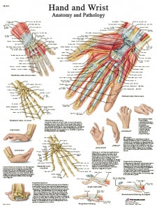 Fabrication Enterprises Inc Paper Anatomical Charts - CHART, ANATOMICAL, HAND & WRIST, PAPER - 12-4609P
