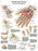 Fabrication Enterprises Inc Paper Anatomical Charts - CHART, ANATOMICAL, HAND & WRIST, PAPER - 12-4609P