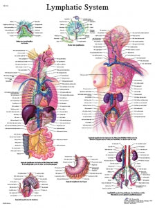 Fabrication Enterprises Inc Paper Anatomical Charts - CHART, ANATOMICAL, LYMPHATIC SYSTEM, PAPER - 12-4613P