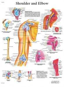 Fabrication Enterprises Inc Laminated Anatomical Charts - CHART, ANATMICAL, SHOULDER / ELBOW, LAMINATED - 12-4619L