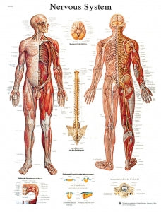 Fabrication Enterprises Inc Laminated Anatomical Charts - CHART, ANATMICAL, NERVOUS SYSTEM, LAMINATED - 12-4628L