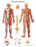 Fabrication Enterprises Inc Laminated Anatomical Charts - CHART, ANATMICAL, NERVOUS SYSTEM, LAMINATED - 12-4628L