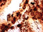 MarketLab Warthin-Starry Stain Kit - STAIN KIT, WARTHIN-STARRY PINT - 7212