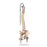 Spine Skeleton Models Femur Heads on Highly Flexible Spine Model