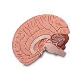Brain Model 2-Part Brain Model - 2-Part