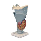 Human Throat and Chest Organ Models Functional Larynx Model - 2.5 Times Full-Size