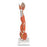 Muscled Leg and Arm Models Muscled Arm Model - 3/4 Life-Size - 6-Part